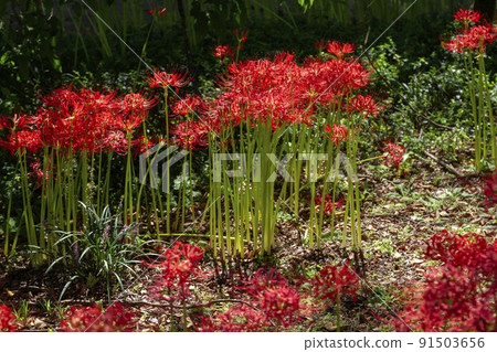 Cluster amaryllis 91503656