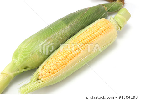 Corn 91504198