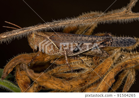 Adult Short-horned Grasshopper Adult Short-horned Grasshopper 91504265