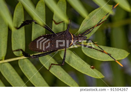 Adult Leaf footed Citron Bug 91504267