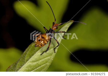 Leaf footed Bug Nymph 91504271