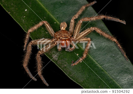 Adult Huntsman Spider 91504292