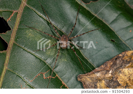 Adult Nursery Web Spider 91504293
