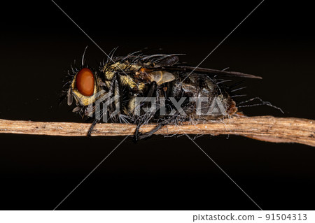 Adult Flesh Fly Adult Flesh Fly 91504313