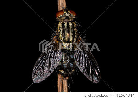 Adult Flesh Fly Adult Flesh Fly 91504314