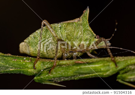 Adult Stink bug Adult Stink bug 91504316