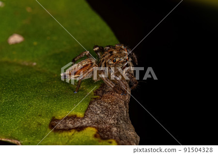 Small Jumping Spider 91504328