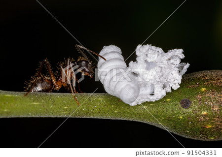Adult Female Carpenter Ant with a Flatid Insect nymph 91504331
