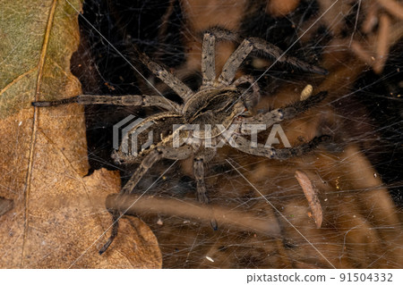 Small Wolf Spider 91504332