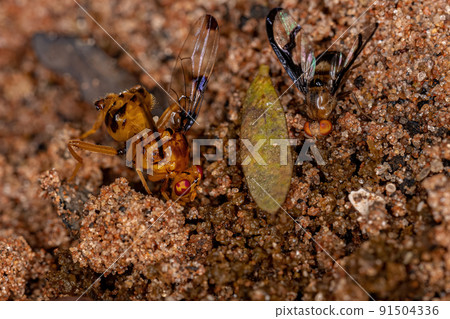Adult Picture-winged Fly and a Adult Signal Fly Adult Picture-winged Fly and a Adult Signal Fly 91504336
