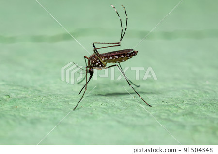 Adult Female Yellow Fever Mosquito Adult Female Yellow Fever Mosquito 91504348