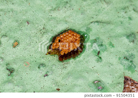 Assassin Bug Eggs Assassin Bug Eggs 91504351