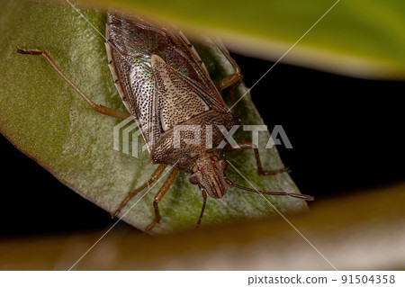 Adult Stink Bug Adult Stink Bug 91504358