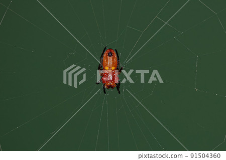 Typical Orbweaver Spider 91504360