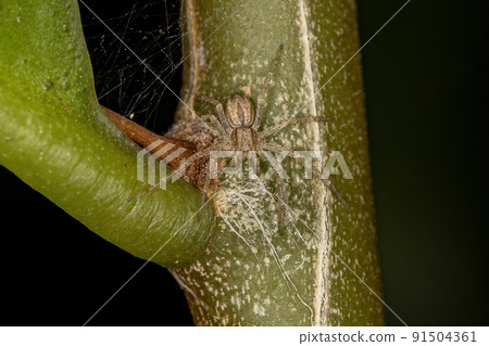 Small Running Crab Spider Small Running Crab Spider 91504361