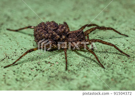 Adult Female Wolf spider 91504372