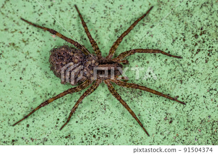 Adult Female Wolf spider 91504374