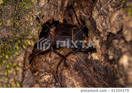 Adult Prionid Beetle Adult Prionid Beetle 91504379