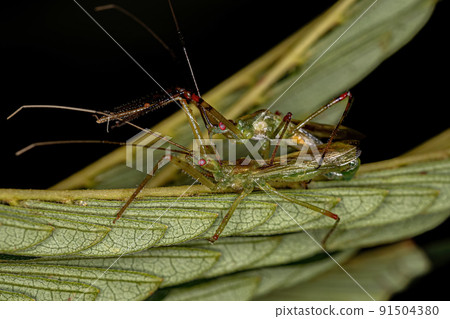 Adult Assassin Bugs Adult Assassin Bugs 91504380