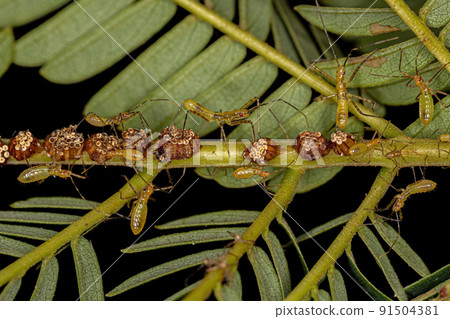 Assassin Bug Nymphs 91504381