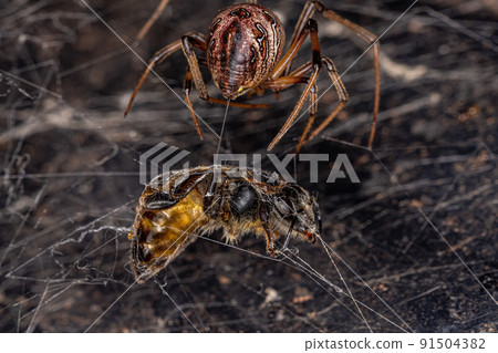 Female Adult Brown Widow Spider preying on a Adult Female Western Honey Bee Female Adult Brown Widow Spider preying on a Adult Female Western Honey Bee 91504382