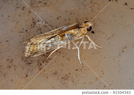 Adult Pyralid Snout Moth Adult Pyralid Snout Moth 91504383