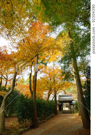 Autumn Shiga / Maibara Seiganji Temple Autumn Shiga / Maibara Seiganji Temple 91504390