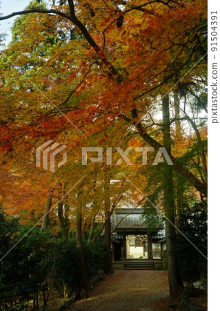 秋季滋賀 / 米原青巖寺 秋季滋賀 / 米原青巖寺 91504391