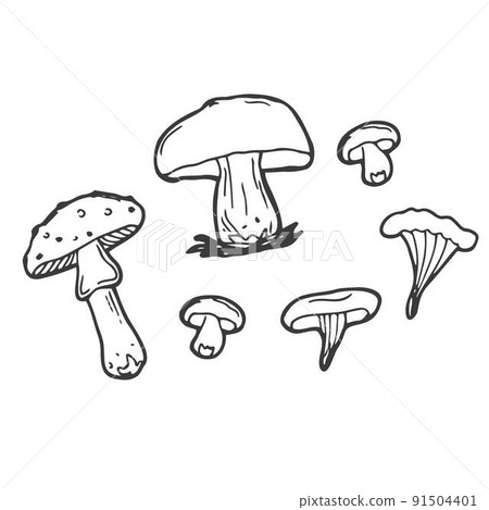 Vector mushrooms and forest symbols on a white background. Set of vector hand-drawn, doodles mushrooms. Icons isolated on white backgroun for recipes, design menu, packages. Vector design elements. Vector mushrooms and forest symbols on a white background. Set of vector hand-drawn, doodles mushrooms. Icons isolated on white backgroun for recipes, design menu, packages. Vector design elements. 91504401