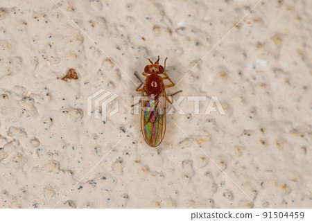 Adult Acalyptrate Fly Adult Acalyptrate Fly 91504459