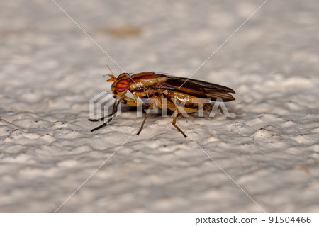 Adult Acalyptrate Fly Adult Acalyptrate Fly 91504466