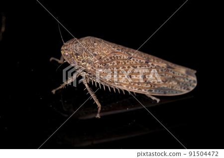 Small Typical Leafhopper Small Typical Leafhopper 91504472