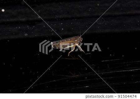 Small adult Typical Leafhopper Small adult Typical Leafhopper 91504474