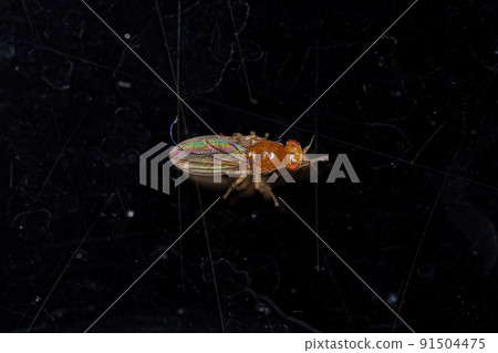 Adult Acalyptrate Fly Adult Acalyptrate Fly 91504475