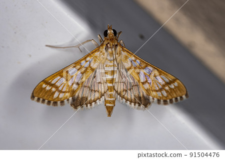 Adult Orange Epipagis Moth 91504476
