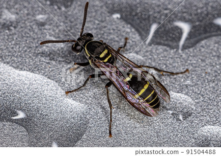 Yellow-banded Polybia Wasp Yellow-banded Polybia Wasp 91504488