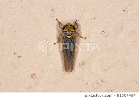Adult Sharpshooter Insect Adult Sharpshooter Insect 91504494
