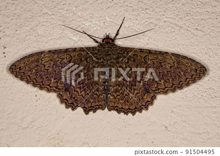 Adult Moth Insect Adult Moth Insect 91504495