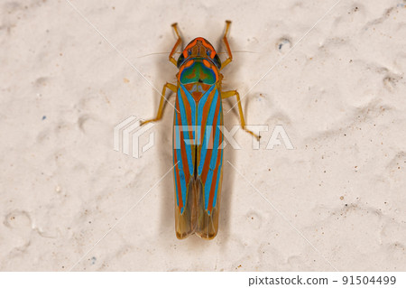 Small Typical Leafhopper Small Typical Leafhopper 91504499