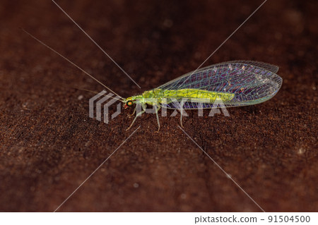 Adult Typical Green Lacewing 91504500