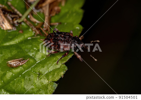 Adult True Weevil Adult True Weevil 91504501