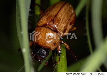 Adult Masked Chafer Adult Masked Chafer 91504502