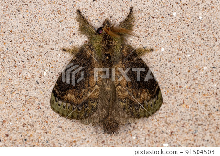 Adult Lappet Moth Adult Lappet Moth 91504503