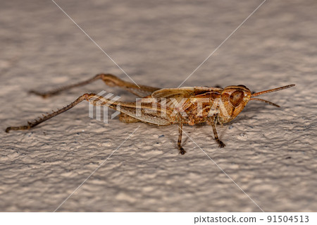 Stridulating Slant-faced Grasshopper Nymph 91504513