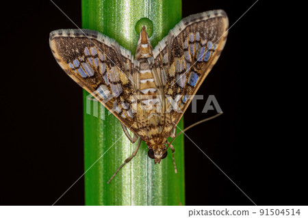 Adult Orange Epipagis Moth Adult Orange Epipagis Moth 91504514