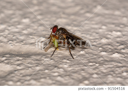 Adult Muscoid Fly preying on a Adult Non-biting Midge Adult Muscoid Fly preying on a Adult Non-biting Midge 91504516