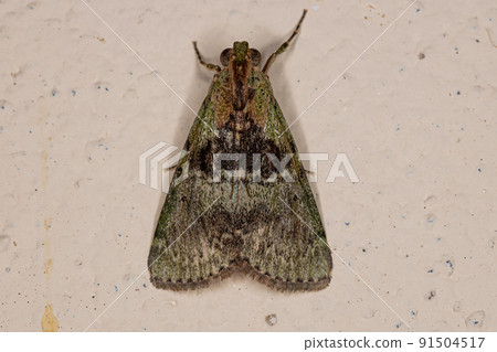 Adult Pyralid Snout Moth Adult Pyralid Snout Moth 91504517