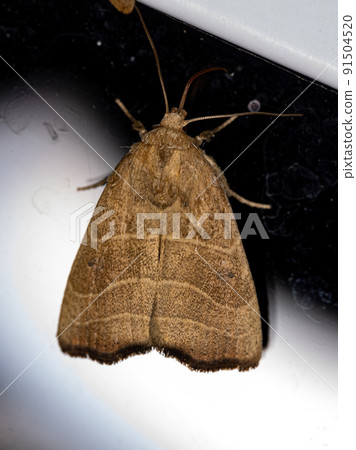 Adult Wavy Lined Mallow Moth Adult Wavy Lined Mallow Moth 91504520