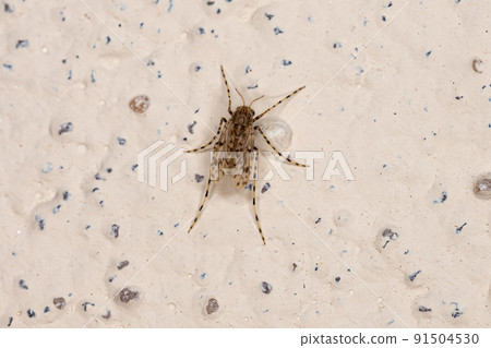 Adult Non-biting Midge 91504530