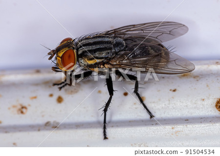 Adult Flesh Fly Adult Flesh Fly 91504534